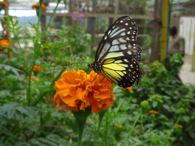 Butterfly farm Cameron Highlands