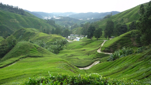 Tea plantations Cameron Highlands
